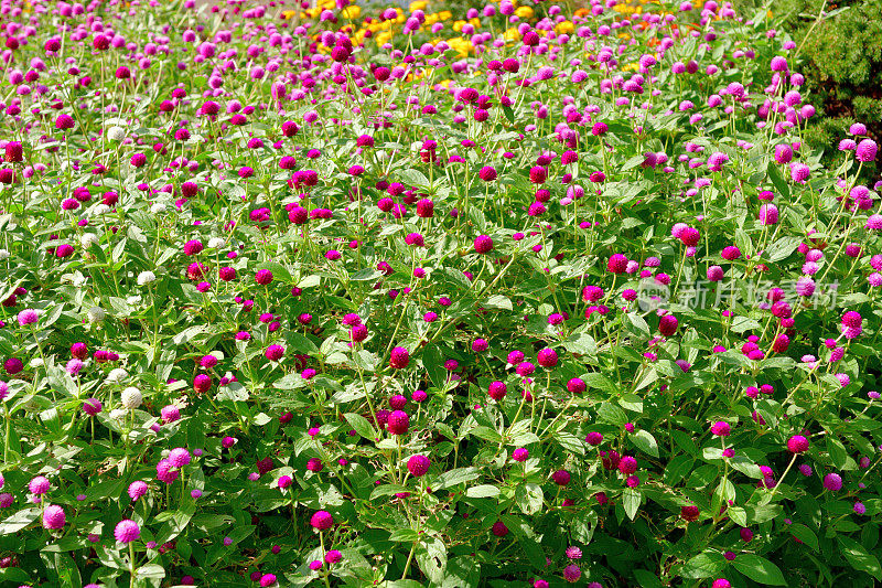 Gomphrena globbosa /全球苋菜花